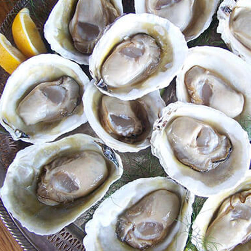 Coven bay Oyster 24 pack